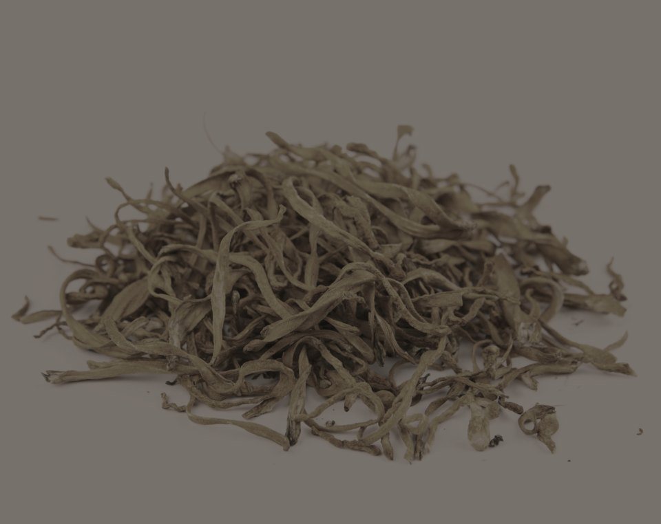 Cordyceps