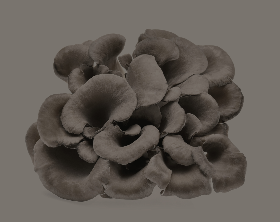 Maitake