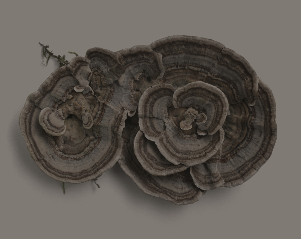 Turkey Tail